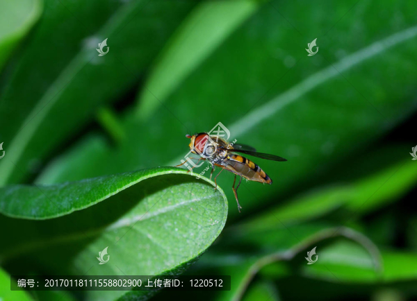 飛