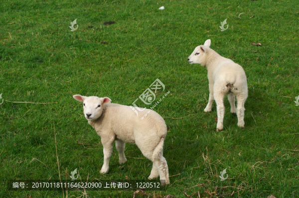 女羊-匯圖網(wǎng) www.fosd68.com 女羊