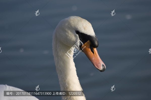 疣鼻天鵝