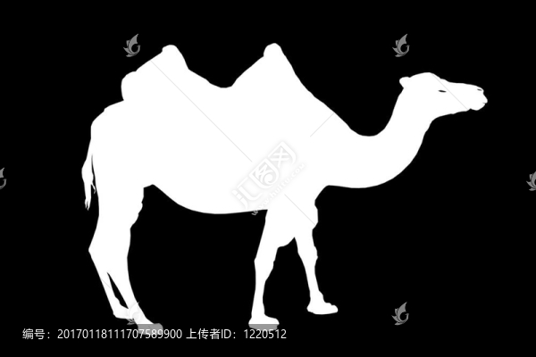 駱駝的剪影