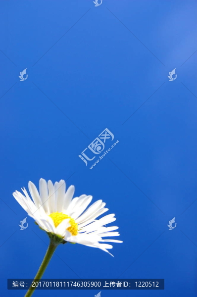 藍(lán)天下的菊花