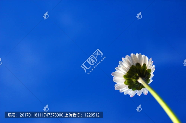 藍(lán)色天空下的菊花