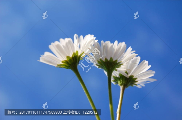 藍(lán)色天空下的菊花