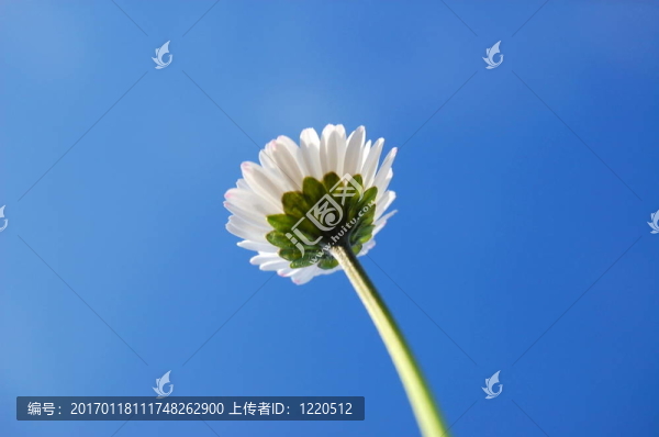 藍(lán)色天空下的菊花