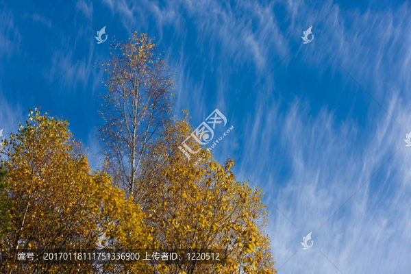 陽(yáng)光明媚的秋日