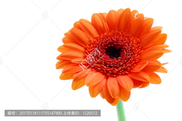 白色孤立花