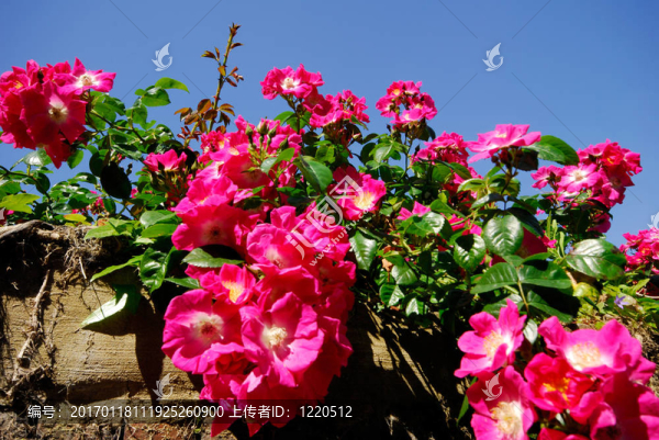 狗薔薇