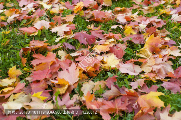 楓葉-匯圖網(wǎng) www.fosd68.com 楓葉