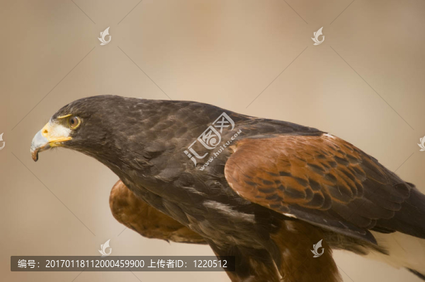 哈里斯鷹