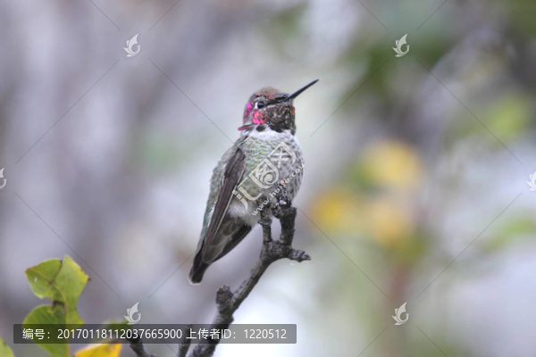 安娜蜂鳥