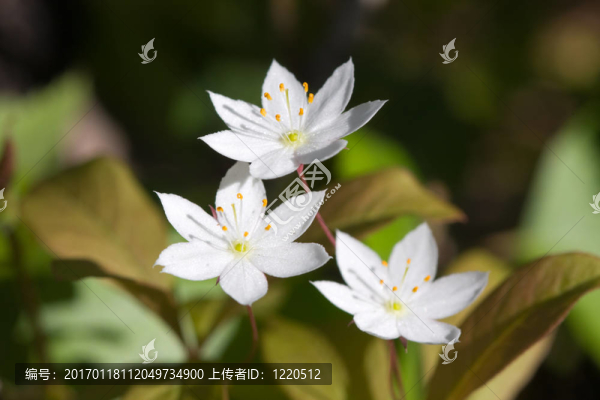 白色的花