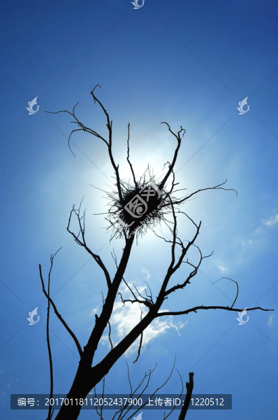 太陽照耀的巢
