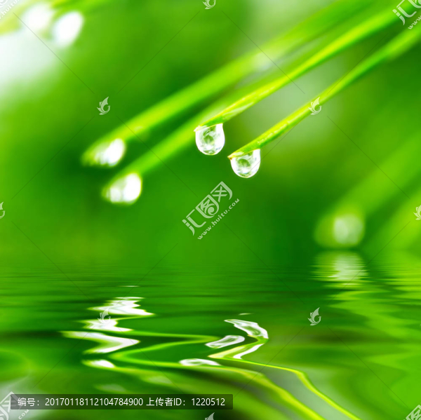 露珠的松針