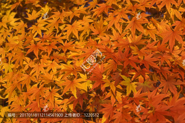 楓葉