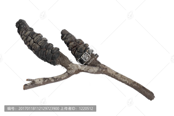 火災(zāi)后的山龍眼