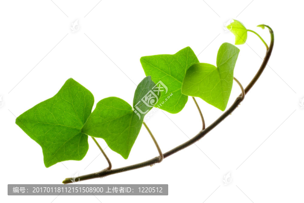 小枝常青藤