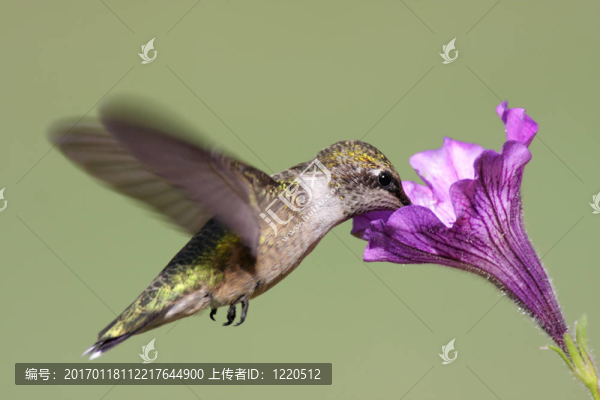 紅寶石喉蜂鳥