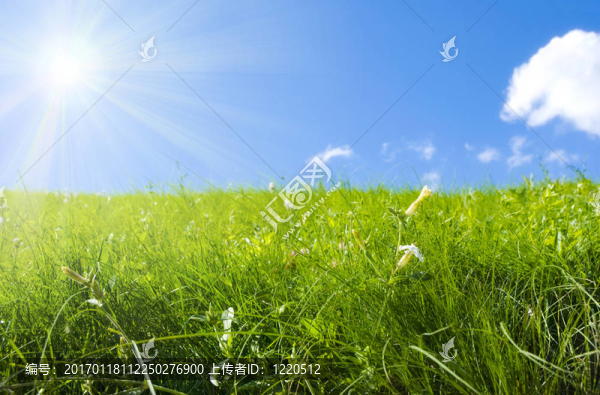 夏天的田野