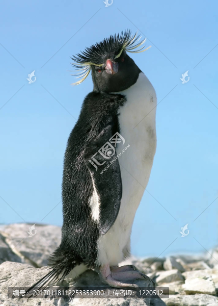 馬可羅尼企鵝