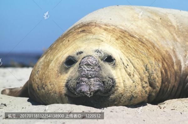 海象
