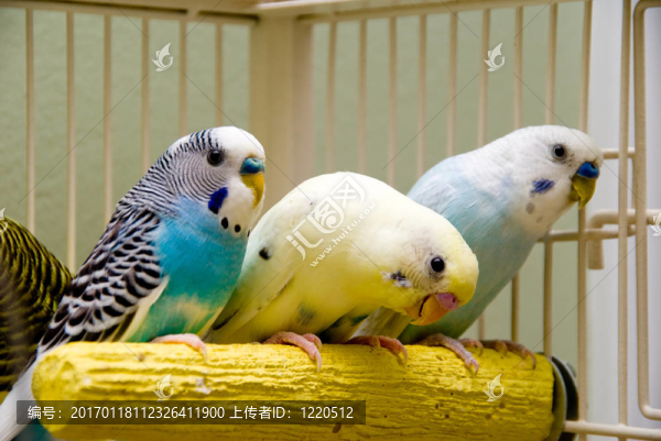 鸚鵡