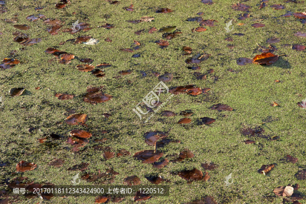 Duckweed的背景