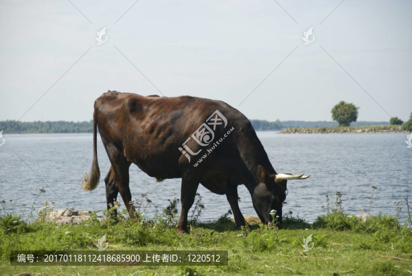 河流邊的牛
