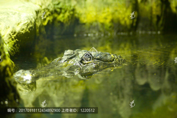 鱷魚(yú)
