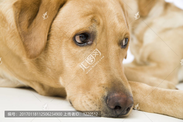 拉布拉多獵犬