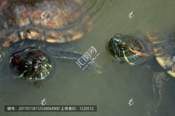 紅耳龜（黃緣閉殼龜scripta的）