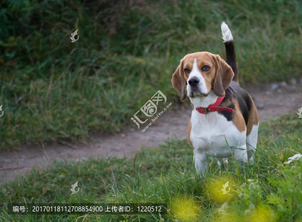 比格犬-匯圖網(wǎng) www.fosd68.com 比格犬