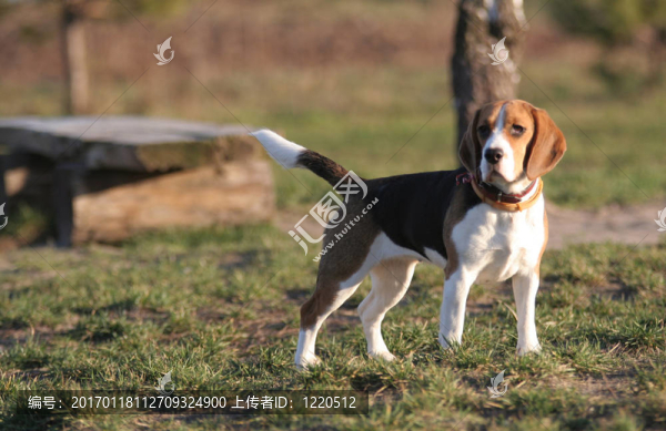 比格犬