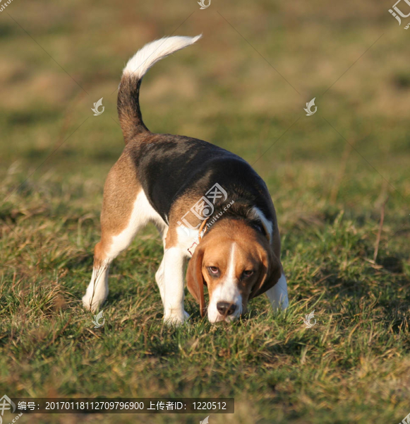 比格犬