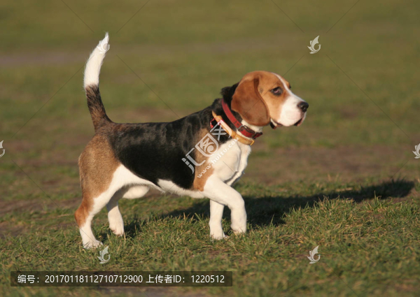 比格犬