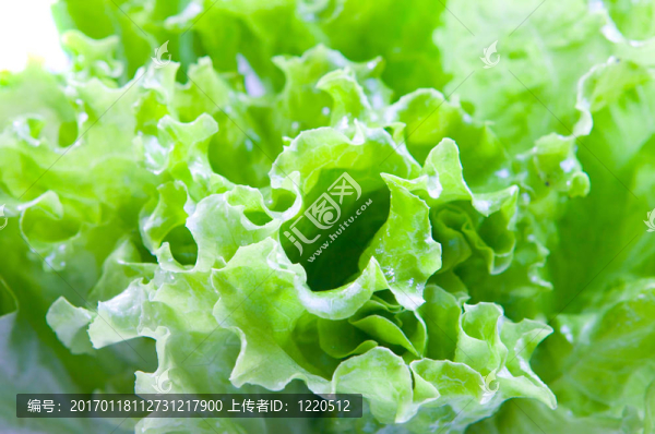 綠色蔬菜色拉