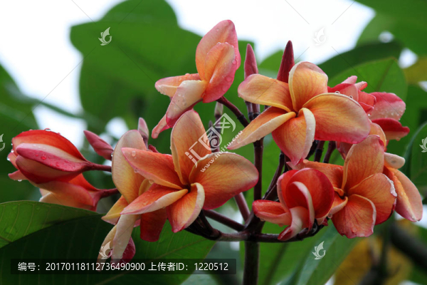 雞蛋（雞蛋）