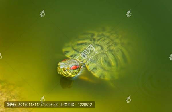 淡水龜