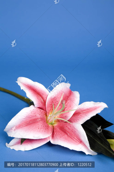人工莉莉