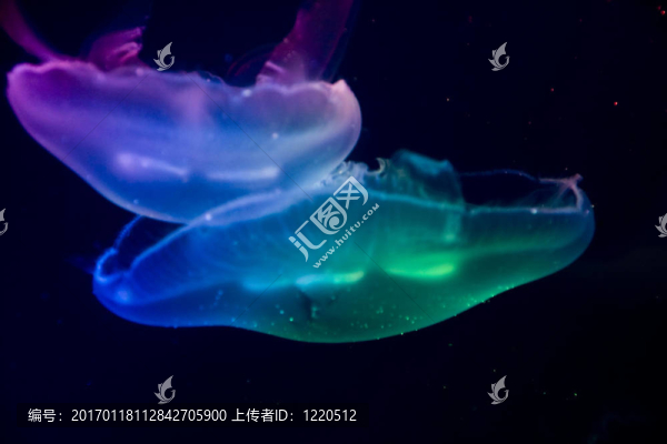 彩色水母