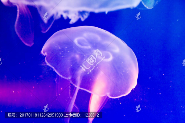 彩色水母