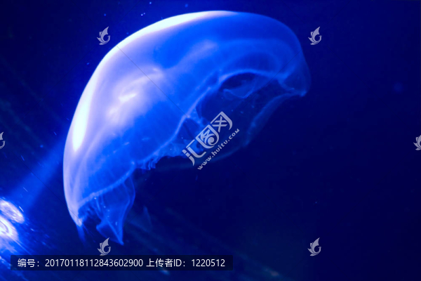 彩色水母