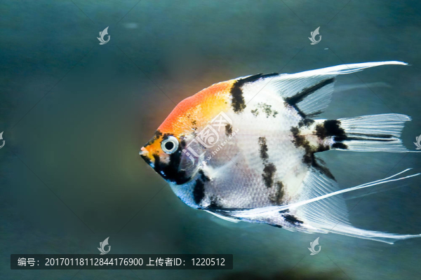 五顏六色的魚