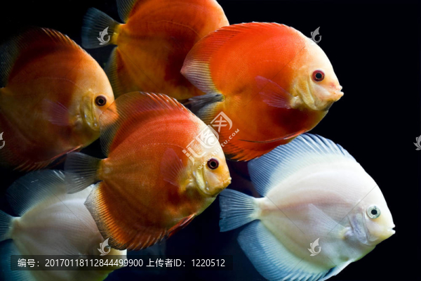 五顏六色的魚