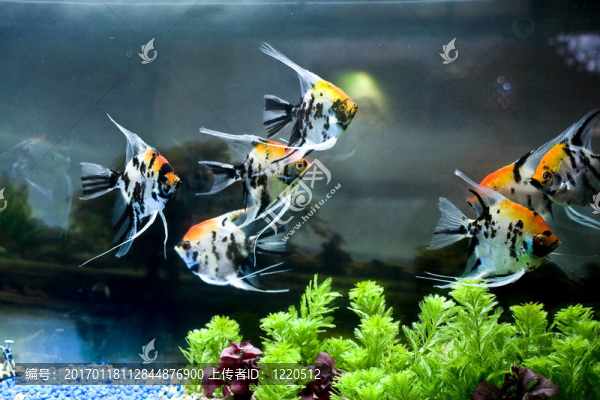 五顏六色的魚