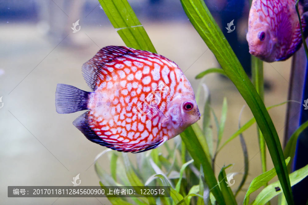 五顏六色的魚