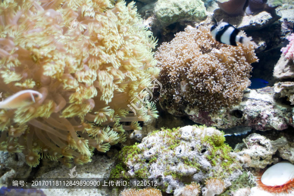 美麗的珊瑚-匯圖網(wǎng) www.fosd68.com 美麗的珊瑚