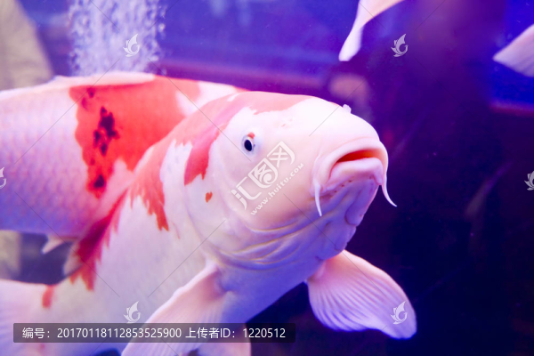 五顏六色的大錦鯉