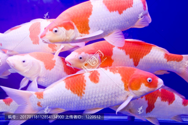 五顏六色的大錦鯉