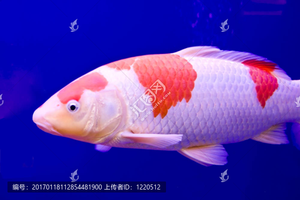五顏六色的大錦鯉