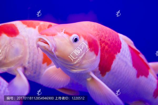 五顏六色的大錦鯉